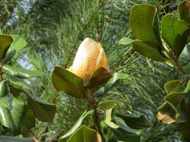 Name:  IMG_0016.jpg
Views: 884
Size:  55.7 KB