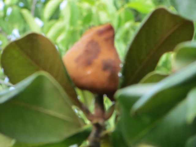 Name:  IMG_0018.jpg
Views: 863
Size:  49.7 KB
