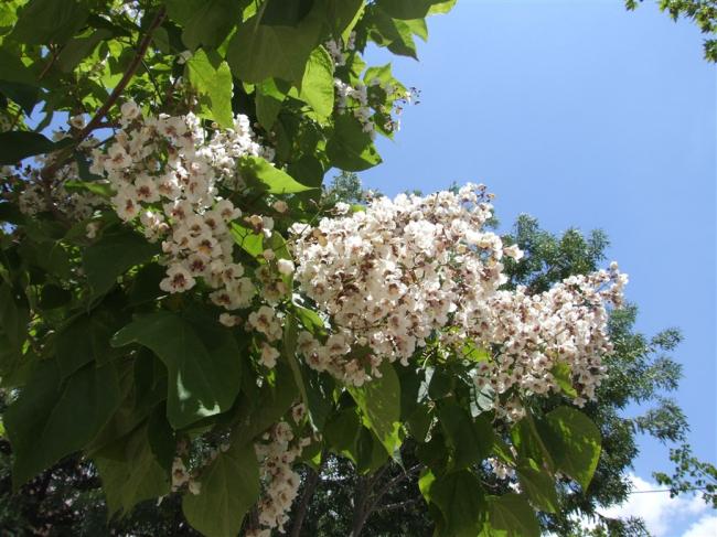 Name:  Catalpa bignonioides 1.jpg
Views: 14993
Size:  60.5 KB