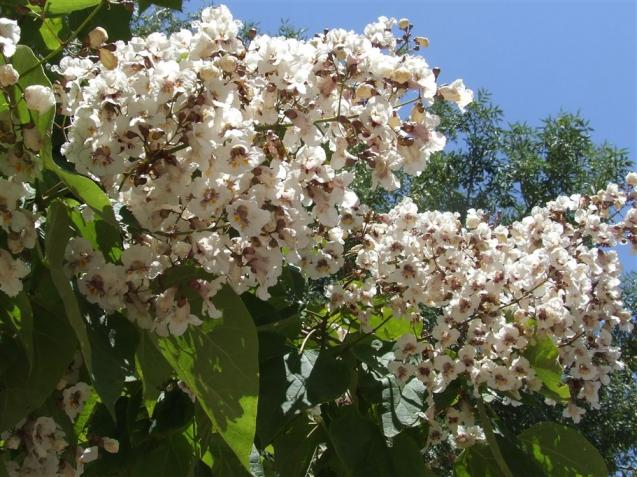Name:  Catalpa bignonioides 2.jpg
Views: 15186
Size:  70.6 KB