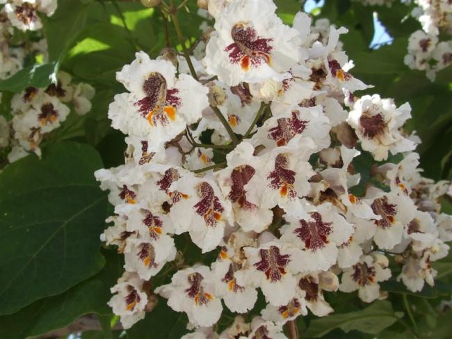 Name:  Catalpa bignonioides DSCF8128.jpg
Views: 15622
Size:  53.8 KB