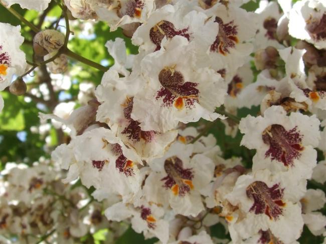 Name:  Catalpa bignonioides.jpg
Views: 14987
Size:  50.8 KB