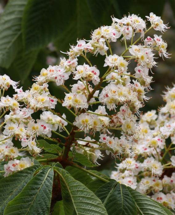 Name:  Aesculus hippocastanum.jpg
Views: 1196
Size:  74.9 KB
