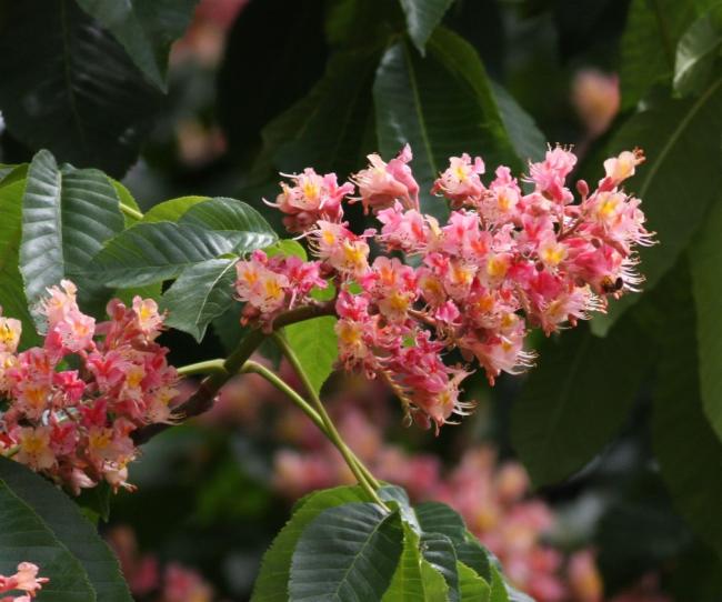 Name:  Aesculus carnea.jpg
Views: 795
Size:  48.6 KB