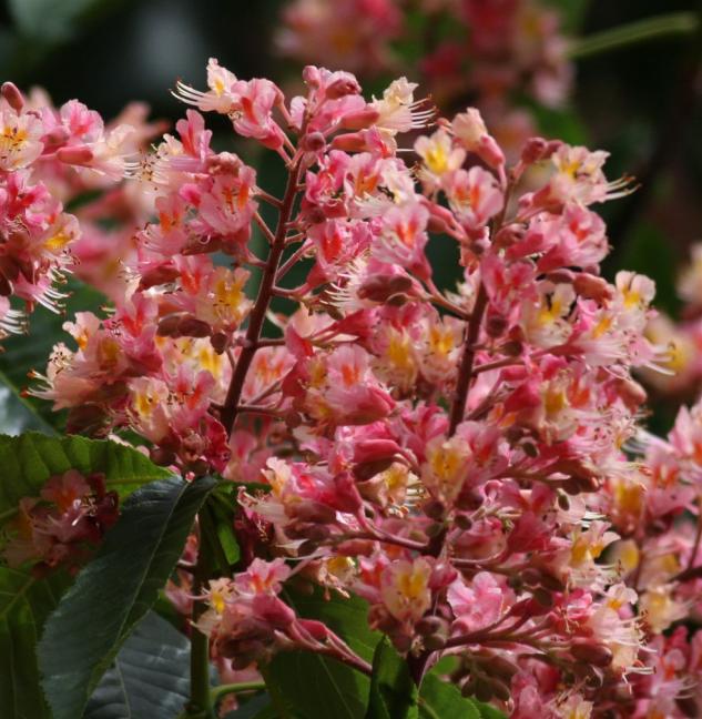 Name:  Aesculus carnea  1.jpg
Views: 862
Size:  70.8 KB