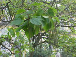 Name:  260px-Catalpa_bignonioides1.jpg
Views: 27340
Size:  20.9 KB