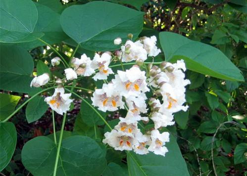 Name:  catalpa1.jpg
Views: 27012
Size:  35.0 KB