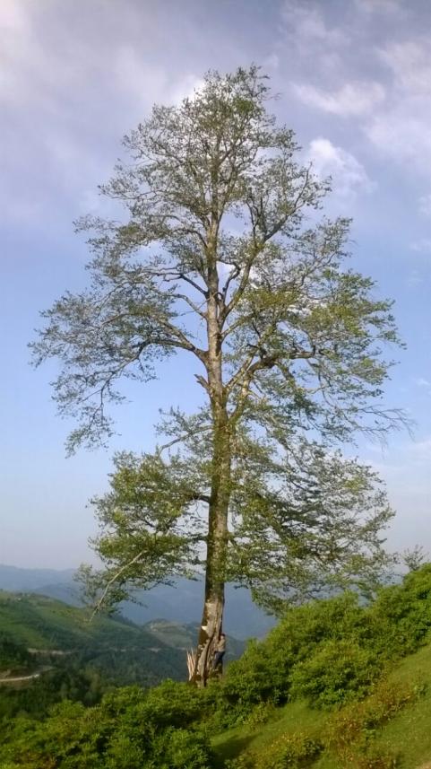 Name:  IMG-20170503-WA0014.jpg
Views: 587
Size:  77.9 KB