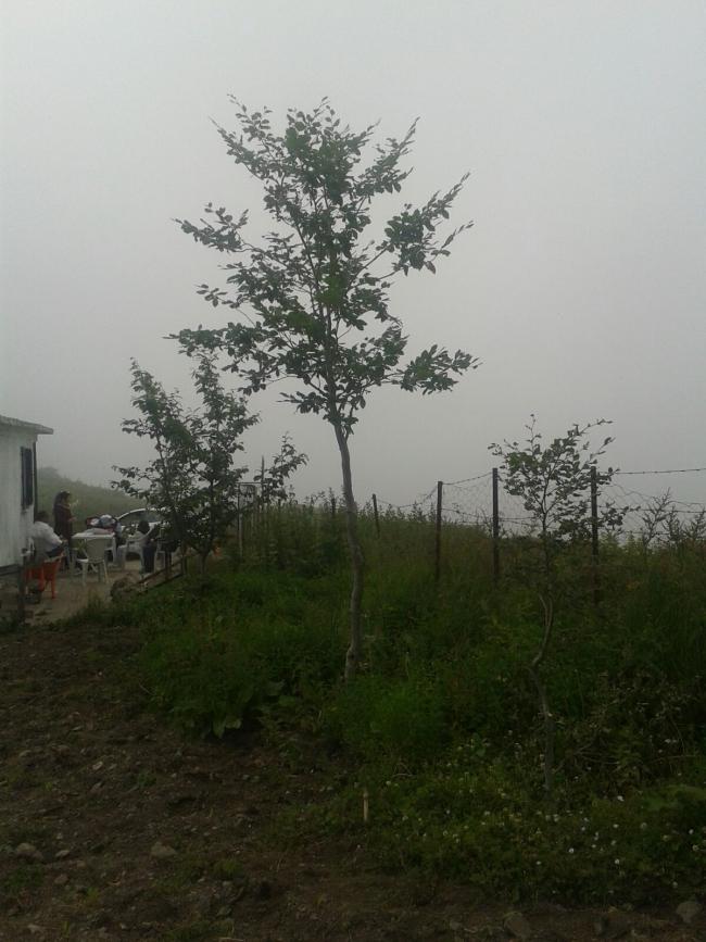 Name:  IMG-20170629-WA0020.jpg
Views: 379
Size:  66.5 KB