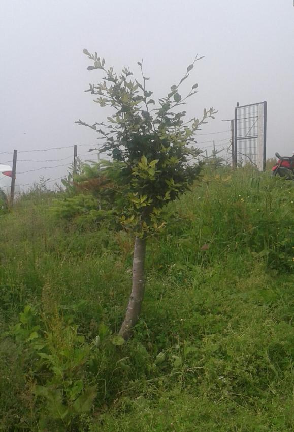 Name:  IMG-20170629-WA0023.jpg
Views: 390
Size:  72.2 KB