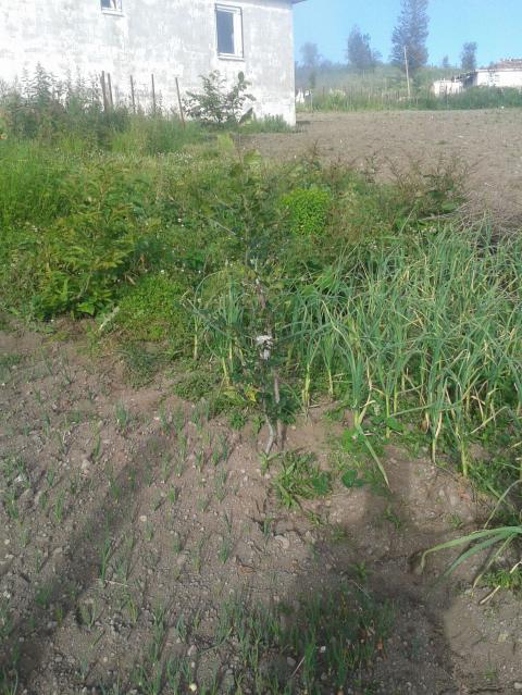 Name:  IMG-20170629-WA0016.jpg
Views: 346
Size:  71.8 KB