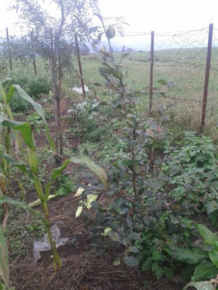 Name:  20171001_083236.jpg
Views: 316
Size:  56.4 KB