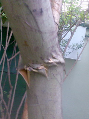 Name:  Image023.jpg
Views: 2157
Size:  31.9 KB