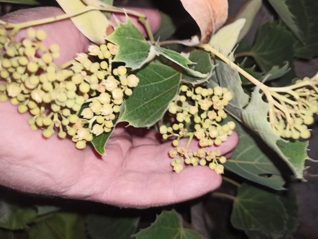 Name:  Tilia Henryana (Henry Ihlamuru) tomurcuk  (2).jpg
Views: 634
Size:  47.4 KB