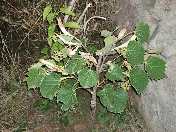Name:  Tilia Henryana (Henry Ihlamuru) fidan .jpg
Views: 623
Size:  72.4 KB