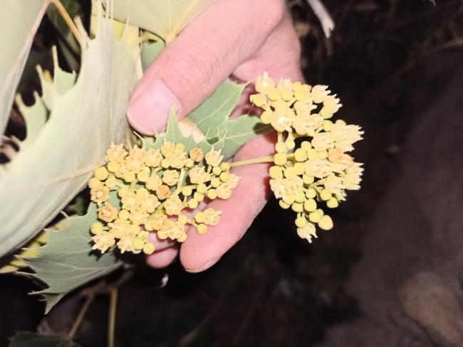 Name:  Tilia Henryana (Henry Ihlamuru) iek.jpg
Views: 578
Size:  37.3 KB
