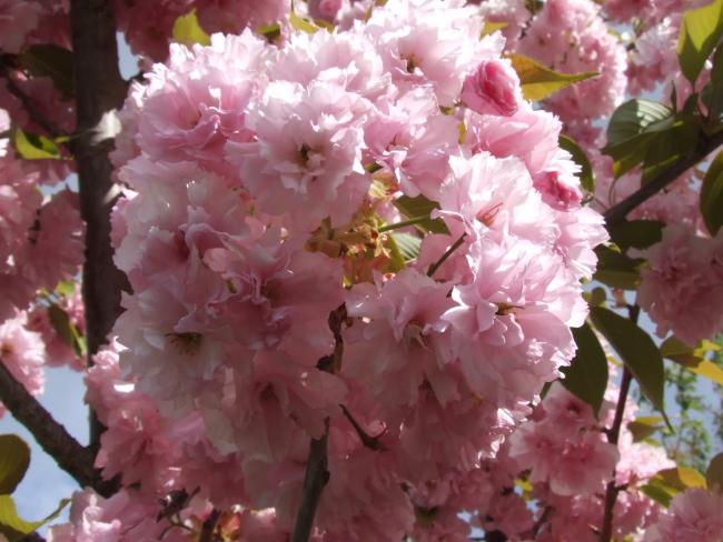 Name:  Ss Kiraz  (Prunus serrulata kanzan.jpg
Views: 1356
Size:  49.1 KB