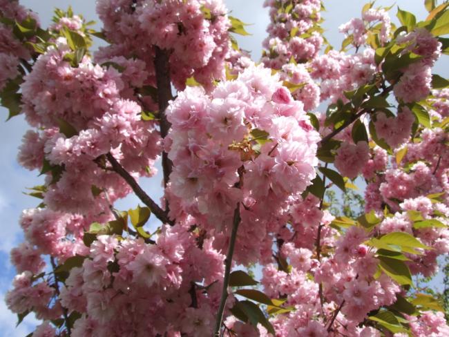 Name:  Ss Kiraz  (Prunus serrulata kanzan1.jpg
Views: 1383
Size:  66.4 KB