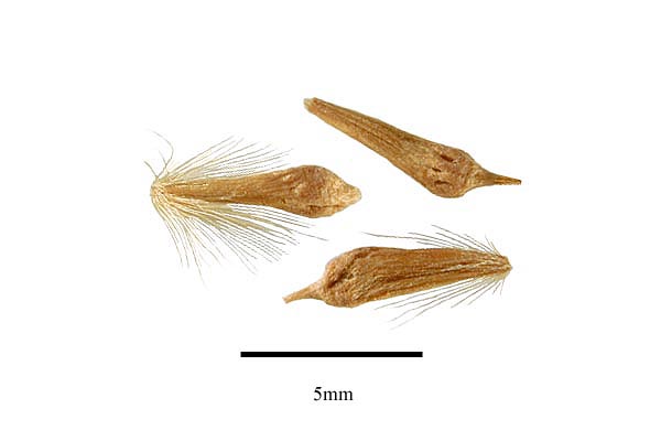 Name:  Platanus_orientalis_seeds[1].jpg
Views: 13641
Size:  32.9 KB