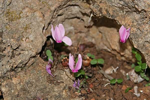 Name:  IMG_5618.jpg
Views: 2778
Size:  53.2 KB