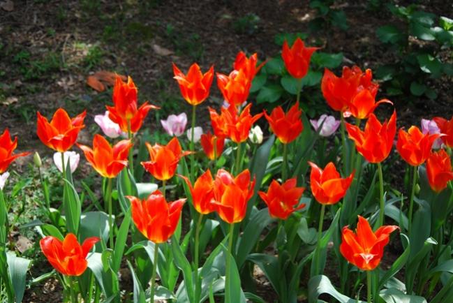Name:  DSC_0545.jpg
Views: 1896
Size:  58.2 KB
