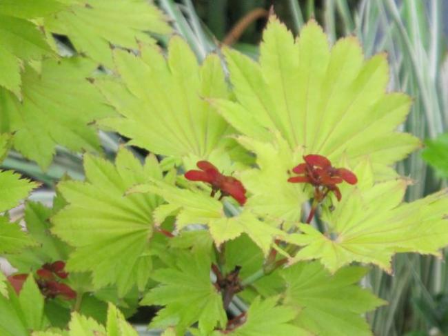 Name:  AKazahana-acer3.jpg
Views: 1934
Size:  36.3 KB