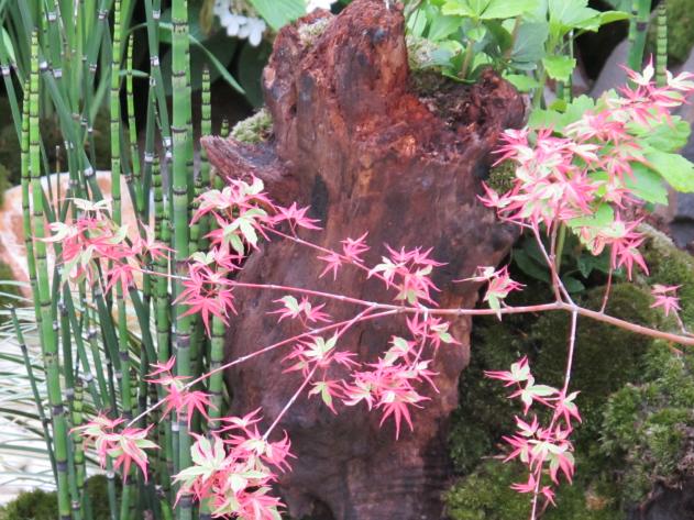 Name:  Kazahana-acer1.jpg
Views: 1923
Size:  71.2 KB