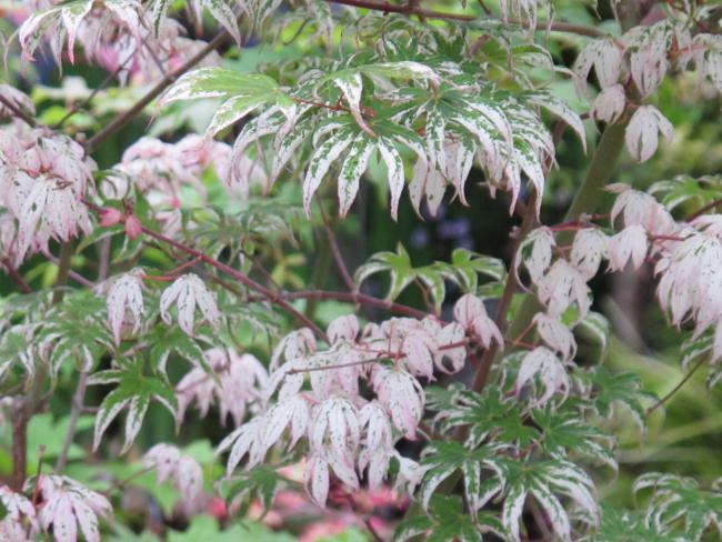 Name:  Kazahana-acer2.jpg
Views: 1895
Size:  62.7 KB