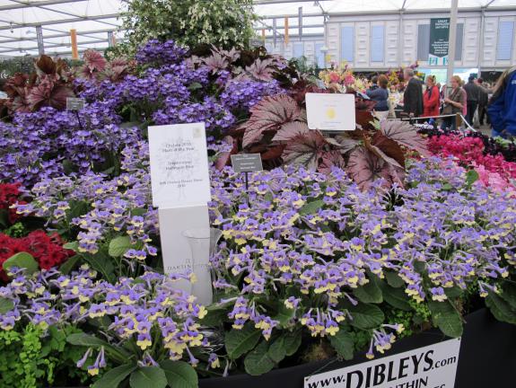 Name:  Streptocarpus .jpg
Views: 3127
Size:  72.0 KB