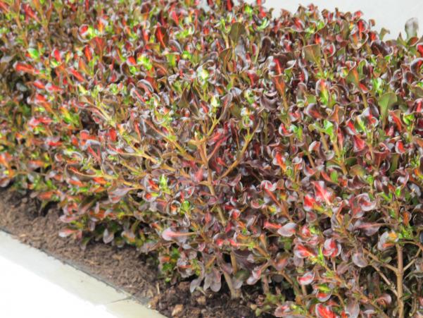 Name:  IMG_0512.jpg
Views: 1528
Size:  72.7 KB