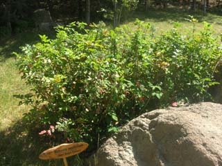 Name:  DSCN7147.JPG
Views: 5231
Size:  46.6 KB