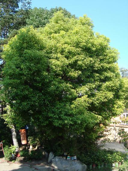 Name:  -  Botanik bahesi 69.jpg
Views: 3405
Size:  73.2 KB