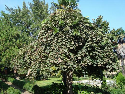 Name:  -  Botanik bahesi 75.jpg
Views: 3300
Size:  72.0 KB
