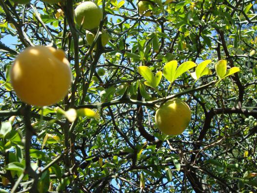 Name:  -  Botanik bahesi 79.jpg
Views: 2595
Size:  75.7 KB