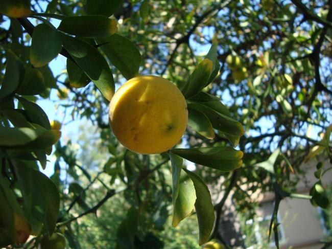 Name:  -  Botanik bahesi 82.jpg
Views: 2769
Size:  56.1 KB
