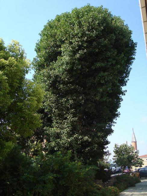 Name:  -  Botanik bahesi 84.jpg
Views: 3217
Size:  71.9 KB