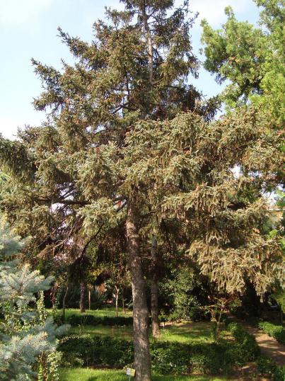 Name:  -  Botanik bahesi 93.jpg
Views: 4658
Size:  73.6 KB