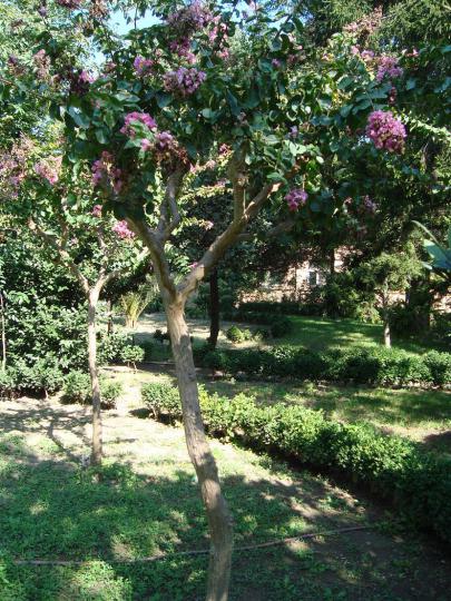Name:  -  Botanik bahesi 112.jpg
Views: 4236
Size:  74.9 KB