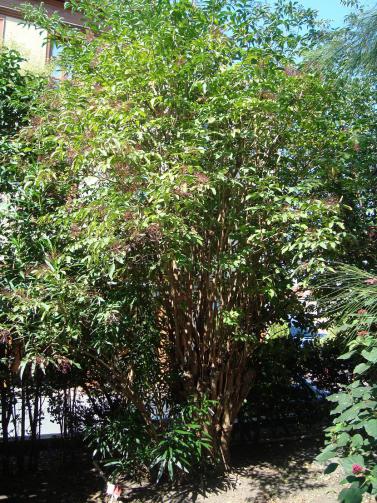 Name:  -  Botanik bahesi 120.jpg
Views: 4130
Size:  74.8 KB