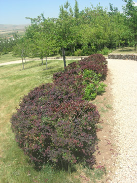 Name:  DSCN7182.JPG
Views: 5075
Size:  67.3 KB