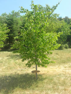 Name:  DSCN7197.JPG
Views: 5036
Size:  43.0 KB