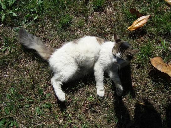 Name:  -  Botanik bahesi kedi 157.jpg
Views: 3370
Size:  70.5 KB