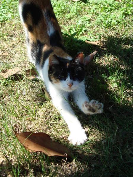 Name:  -  Botanik bahesi kedi 158.jpg
Views: 3446
Size:  76.1 KB