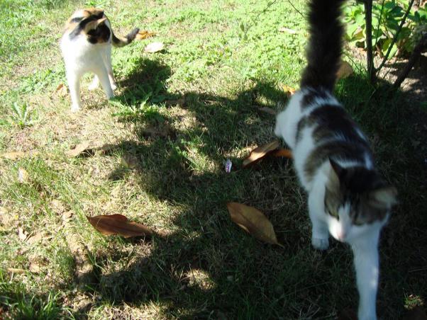 Name:  -  Botanik bahesi kedi 159.jpg
Views: 3588
Size:  71.2 KB