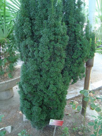 Name:  -  Botanik bahesi 165.jpg
Views: 3113
Size:  71.7 KB