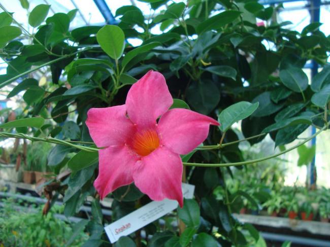 Name:  -  Botanik bahesi 226.jpg
Views: 1419
Size:  53.3 KB