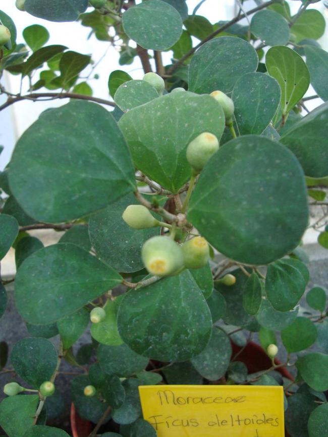 Name:  -  Botanik bahesi 230.jpg
Views: 1246
Size:  69.5 KB