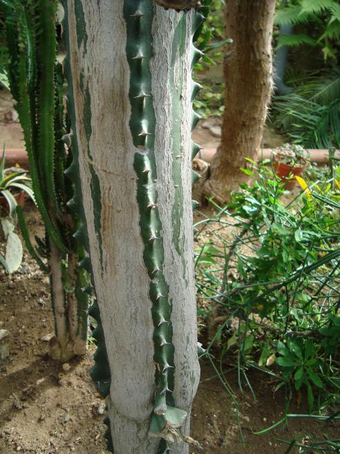Name:  -  Botanik bahesi 258.jpg
Views: 1191
Size:  75.7 KB
