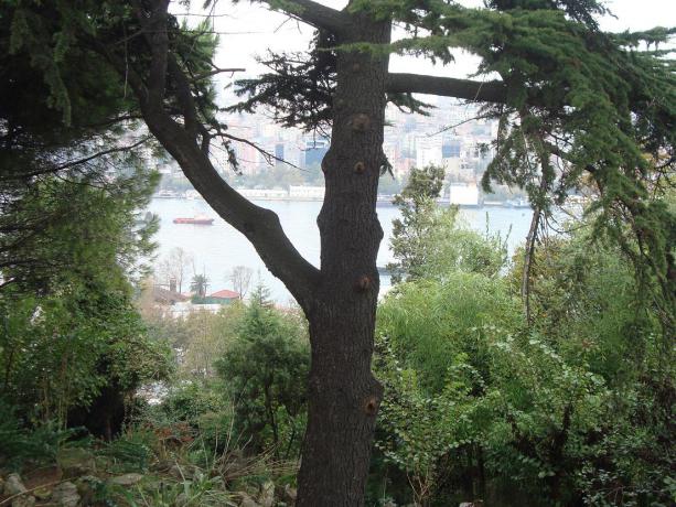 Name:  -  Botanik bahesi 277.jpg
Views: 1042
Size:  70.3 KB