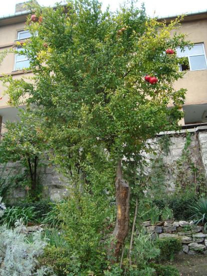Name:  -  Botanik bahesi 304.jpg
Views: 1014
Size:  71.9 KB
